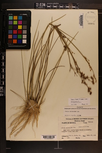 Juncus scirpoides image