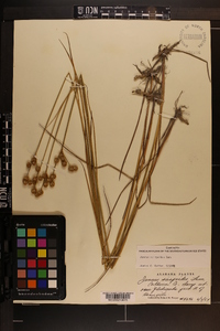 Juncus scirpoides image