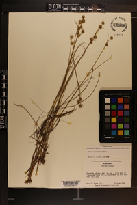 Juncus scirpoides image