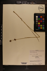 Juncus scirpoides image