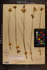 Juncus scirpoides image