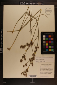 Juncus scirpoides image