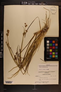 Juncus scirpoides image