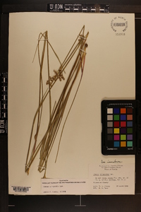 Juncus scirpoides image