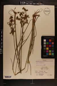 Juncus scirpoides image