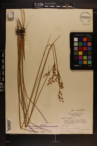 Juncus scirpoides image