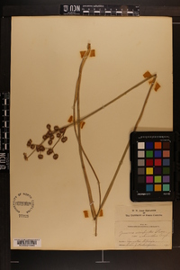 Juncus scirpoides image