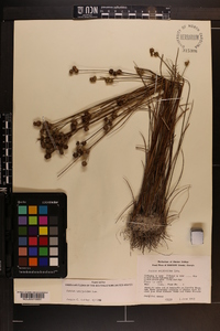 Juncus scirpoides image