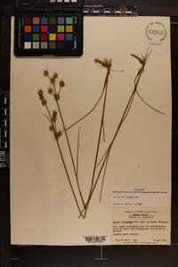 Juncus scirpoides image