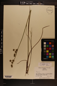 Juncus scirpoides image