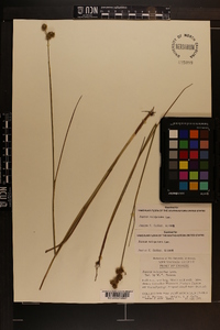 Juncus scirpoides image