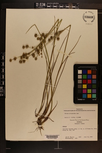 Juncus scirpoides image