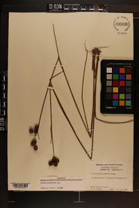 Juncus scirpoides image