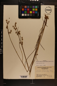 Juncus scirpoides image