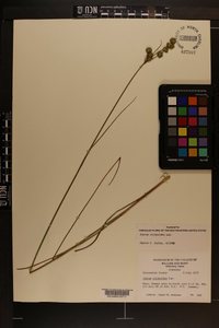 Juncus scirpoides image