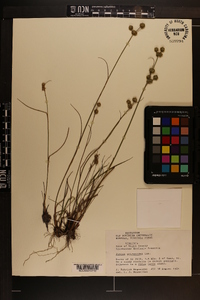 Juncus scirpoides image