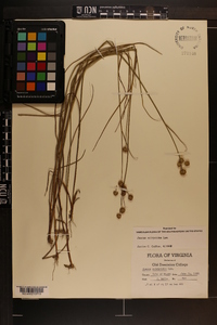 Juncus scirpoides image