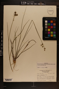 Juncus scirpoides image