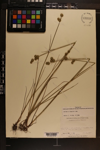 Juncus scirpoides image