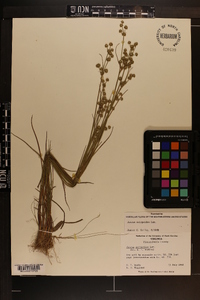 Juncus scirpoides image