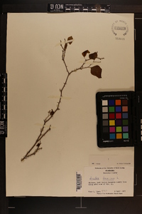 Smilax bona-nox image
