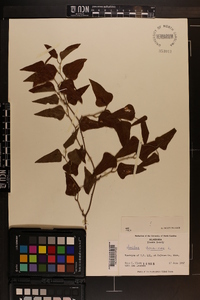 Smilax bona-nox image