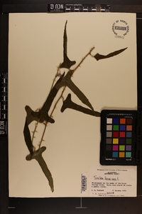 Smilax bona-nox image