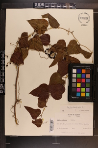 Smilax bona-nox image