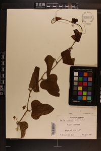 Smilax bona-nox image