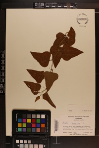 Smilax bona-nox image