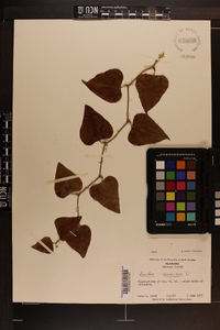 Smilax bona-nox image