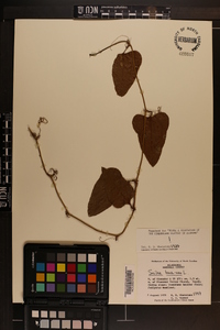 Smilax bona-nox image