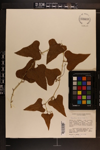 Smilax bona-nox image