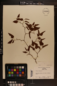 Smilax bona-nox image