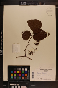 Smilax bona-nox image