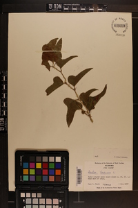 Smilax bona-nox image