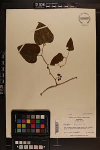 Smilax bona-nox image