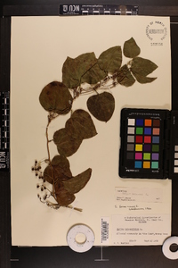 Smilax bona-nox image