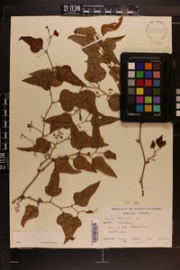 Smilax bona-nox image