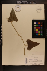 Smilax bona-nox image