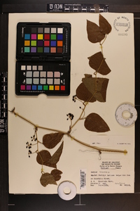 Smilax bona-nox image