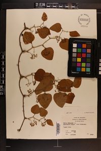 Smilax bona-nox image