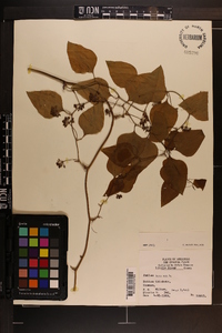 Smilax bona-nox image