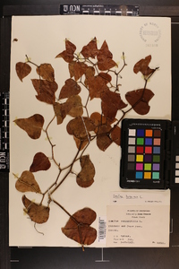 Smilax bona-nox image