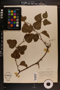 Smilax bona-nox image