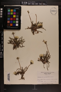 Taraxacum erythrospermum image