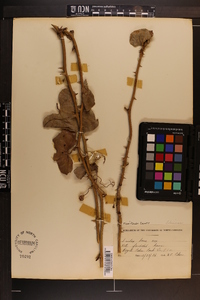 Smilax bona-nox image