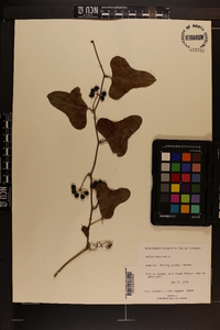 Smilax bona-nox image