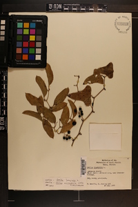 Smilax bona-nox image