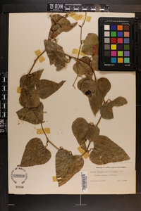 Smilax bona-nox image